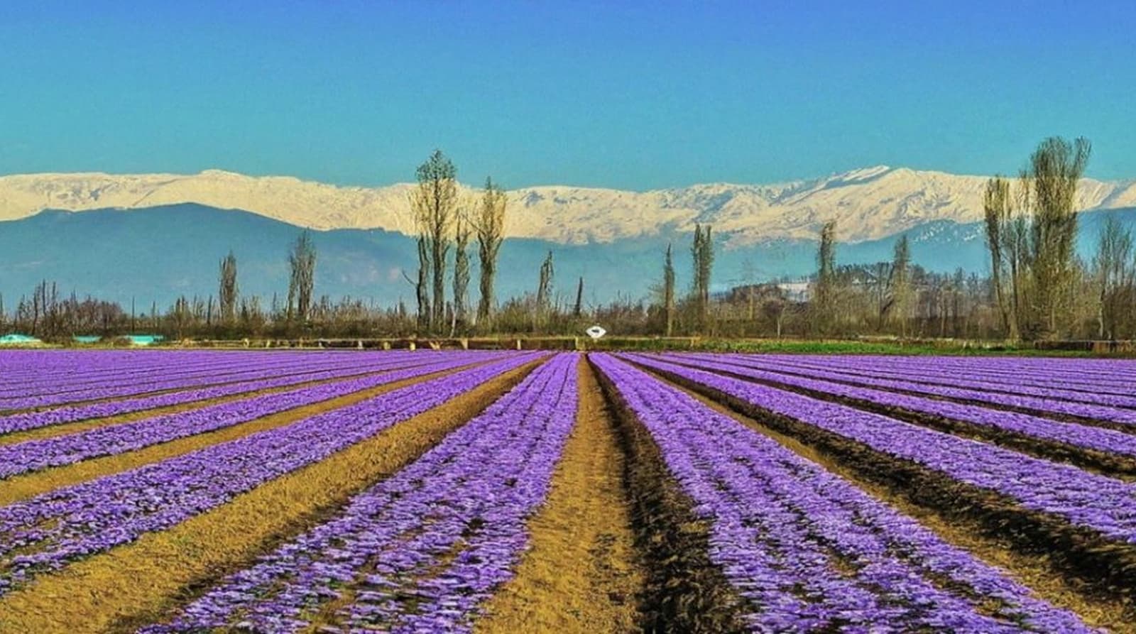 4 Days in Kashmir - Image 3